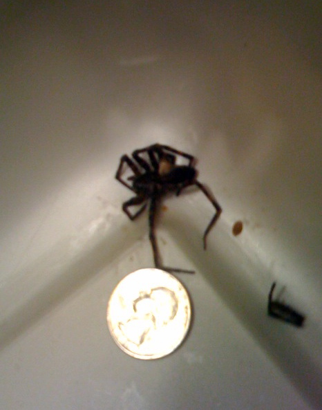 dead spider
